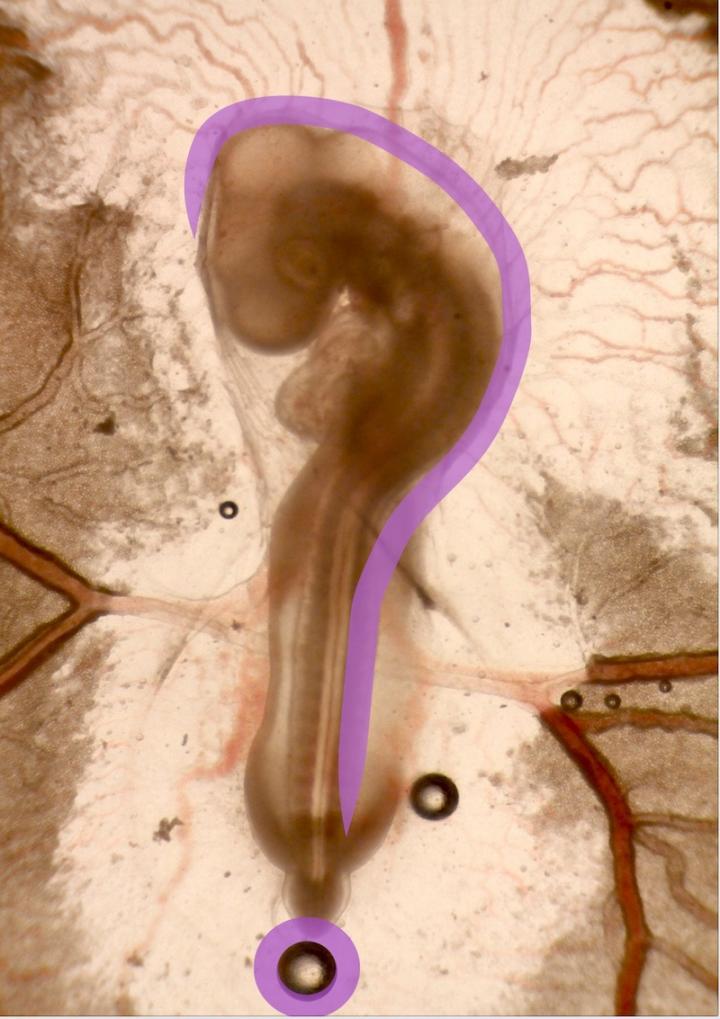 Abnormal Chick Embryo