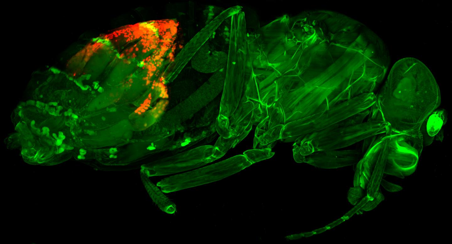 Microscopy Image of An Entire Fruit Fly
