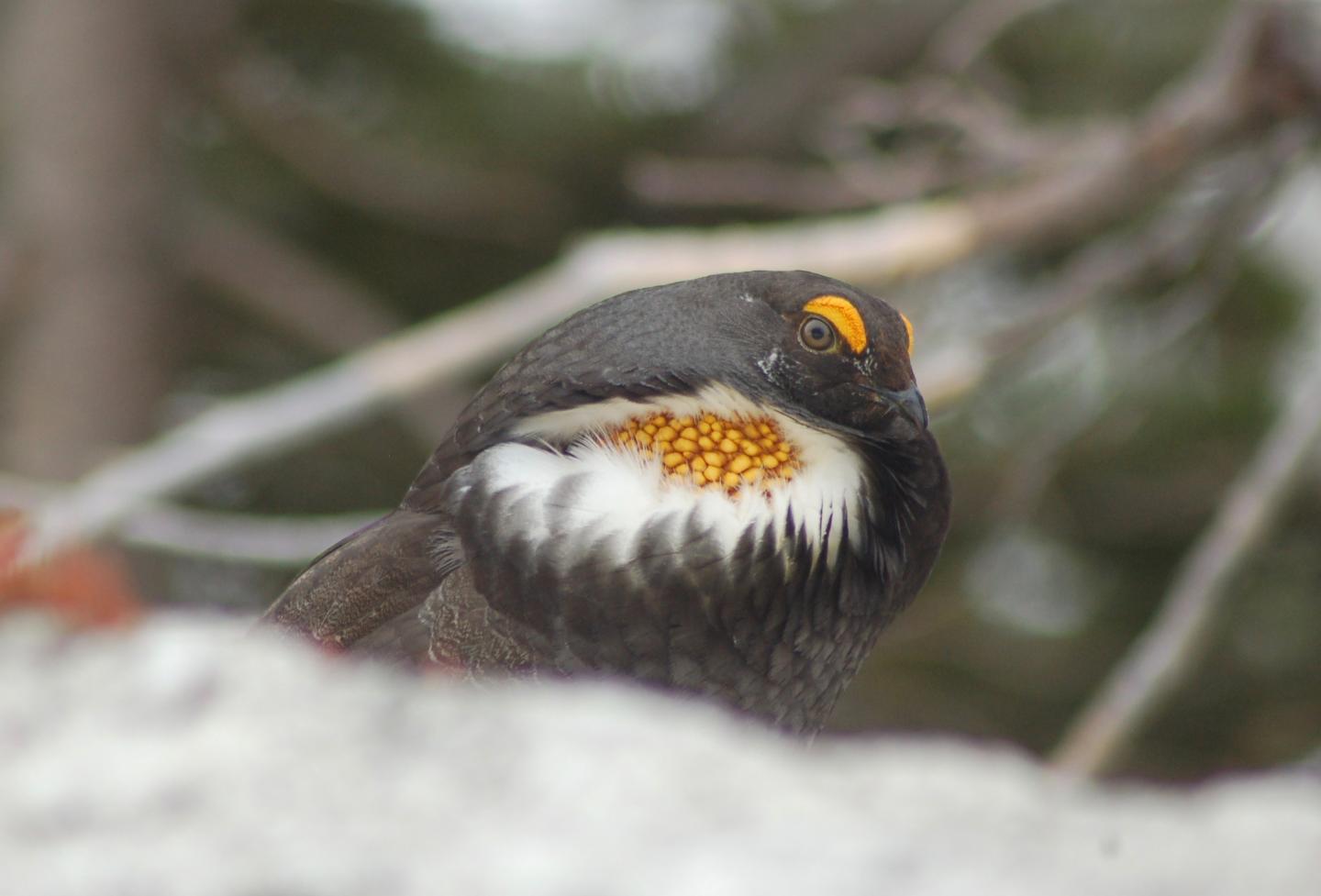 Mountain Grouse