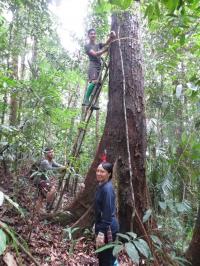 Long-Term Resilience Of Earth's Tropical Fore | EurekAlert!