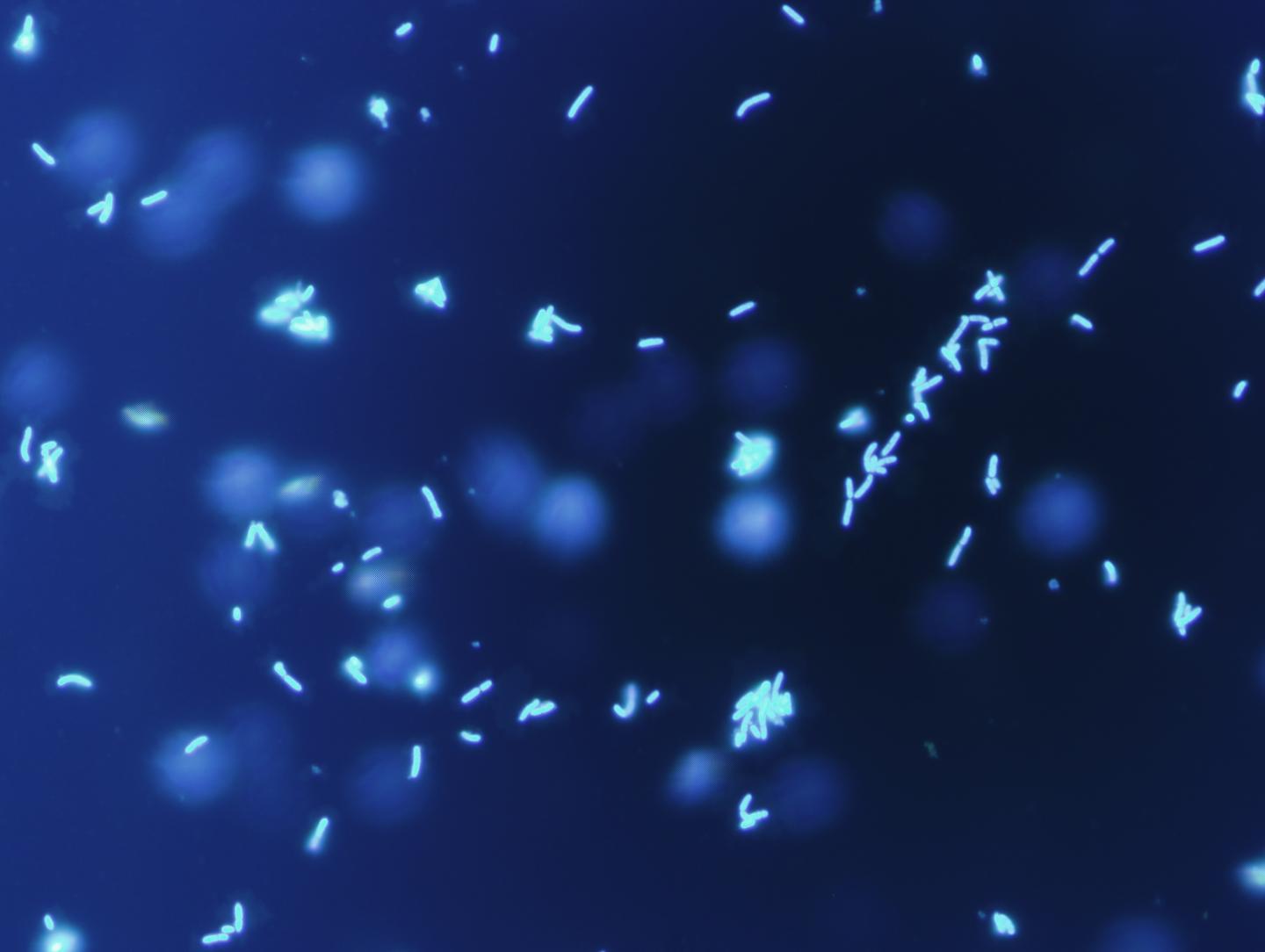 Microscope Image of Blattabacterium
