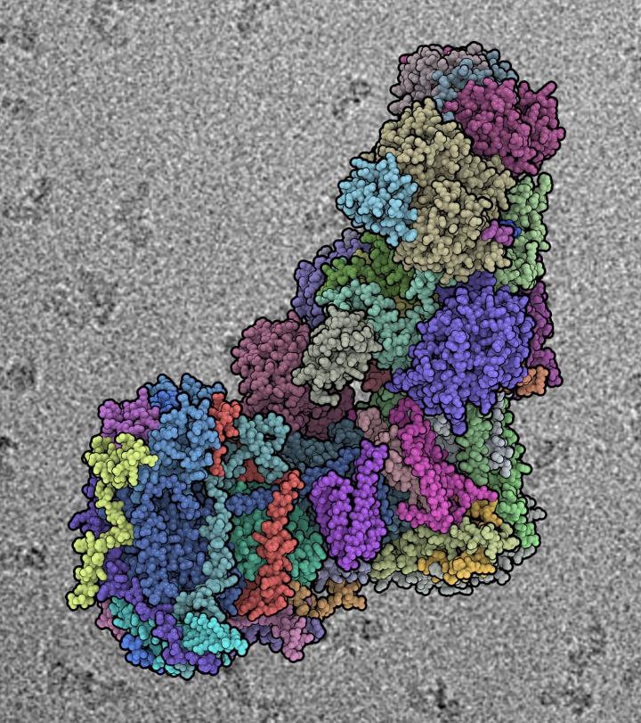 Structure of Mammalian Protein Complex of Respiratory Chain