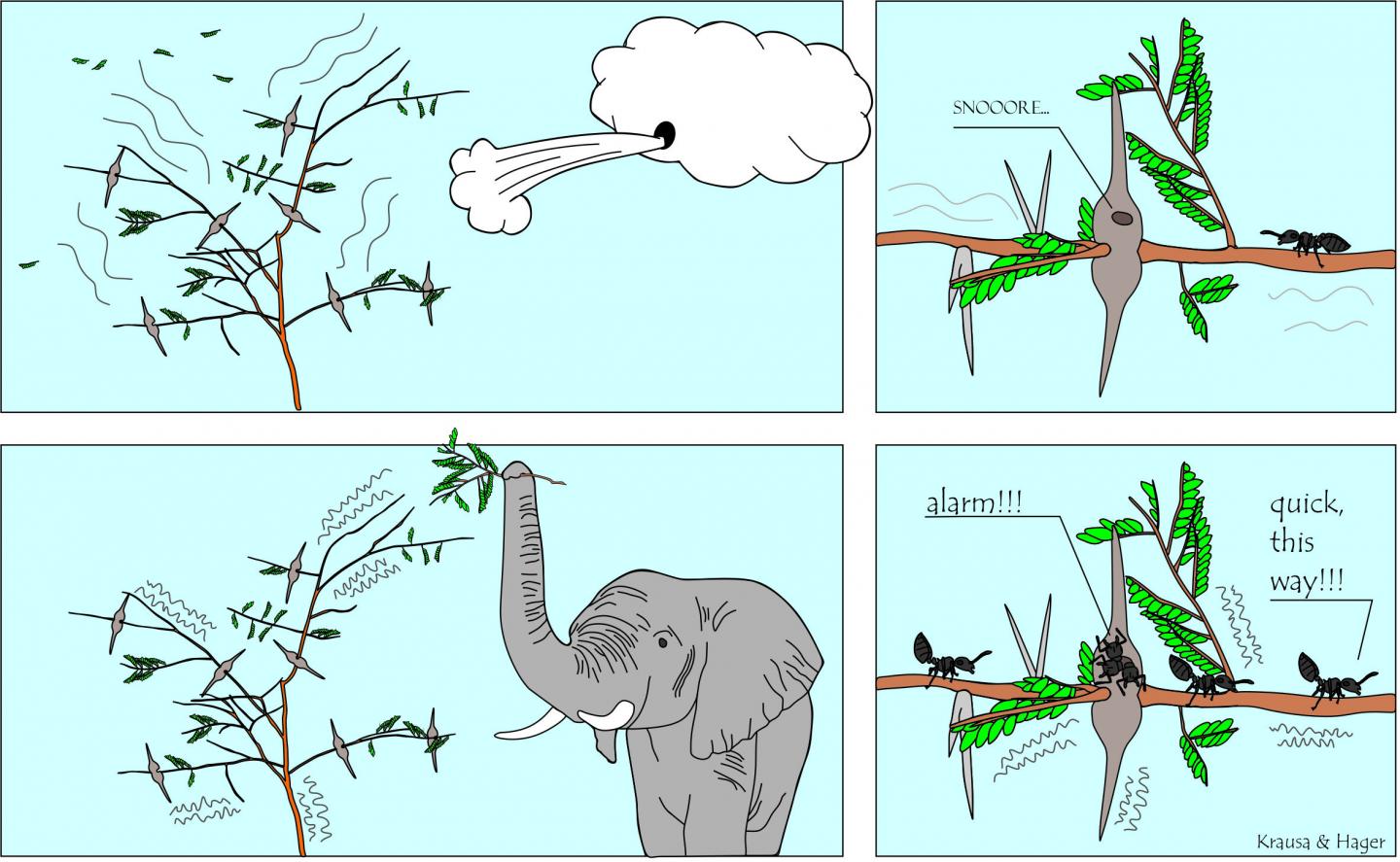 Acacia Ants Respond to Herbivores, not Wind