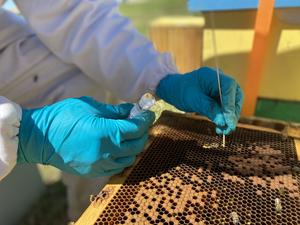 Beekeeper samples pollen