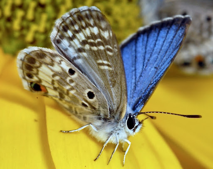 Miami blue butterfly (Cyclargus thomasi bethunebakeri)