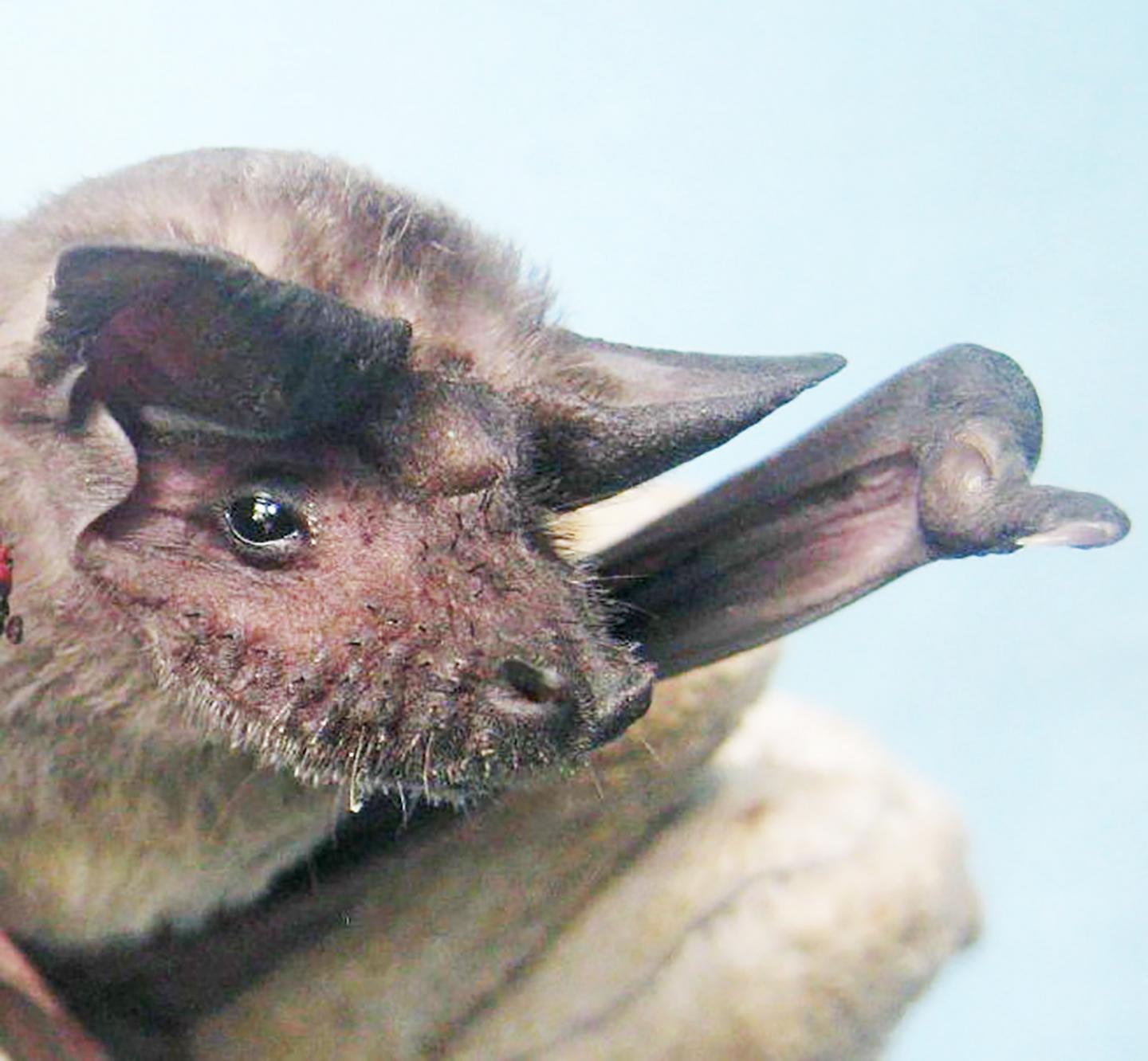 New <em>Bombali ebolavirus</em> Found in Kenyan Bat