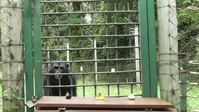 Bonobo Exhibiting Food Neophilia