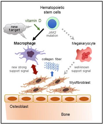 Vitamin D and Immune Cells Stimulate Bone Marrow Disease (Figure 3)