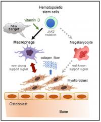 Vitamin D and Immune Cells Stimulate Bone Marrow Disease (Figure 3)
