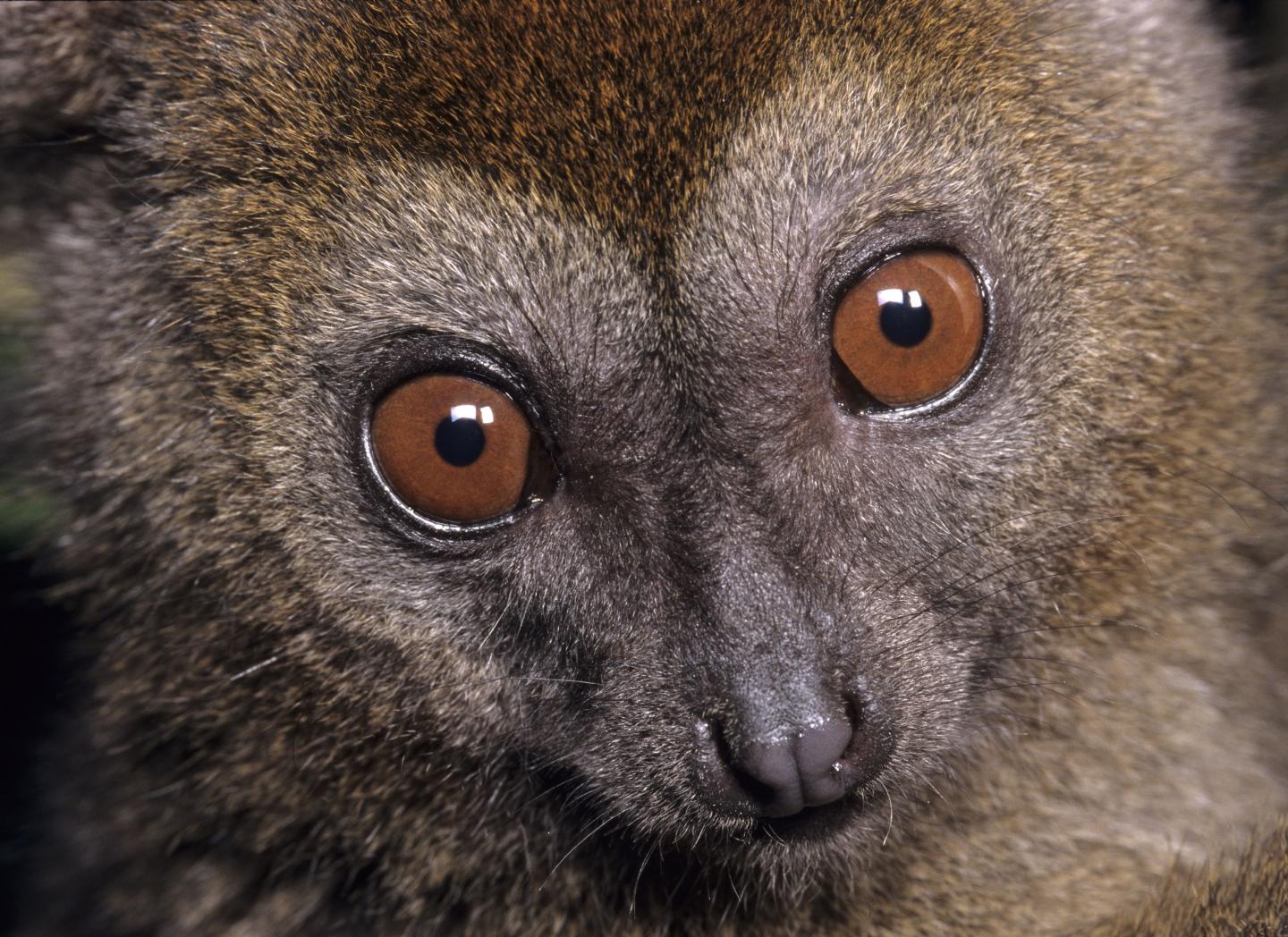 Bamboo Lemur (2 of 2)