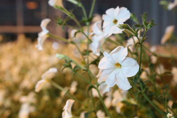 Metabolic processes in petunias