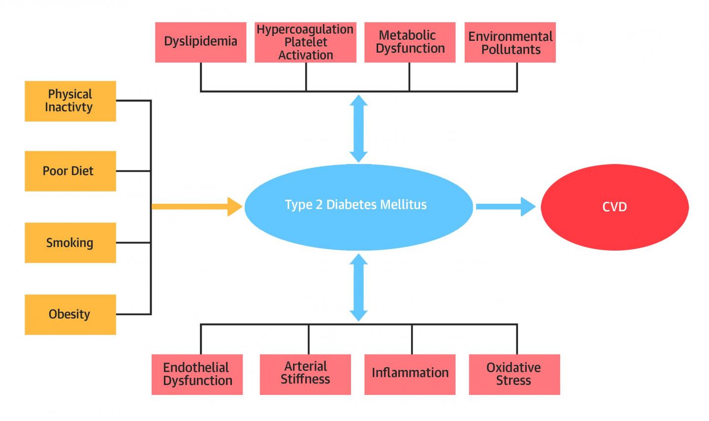 Primary Prevention of Cardiovascular Disease in Diabetes Mellitus