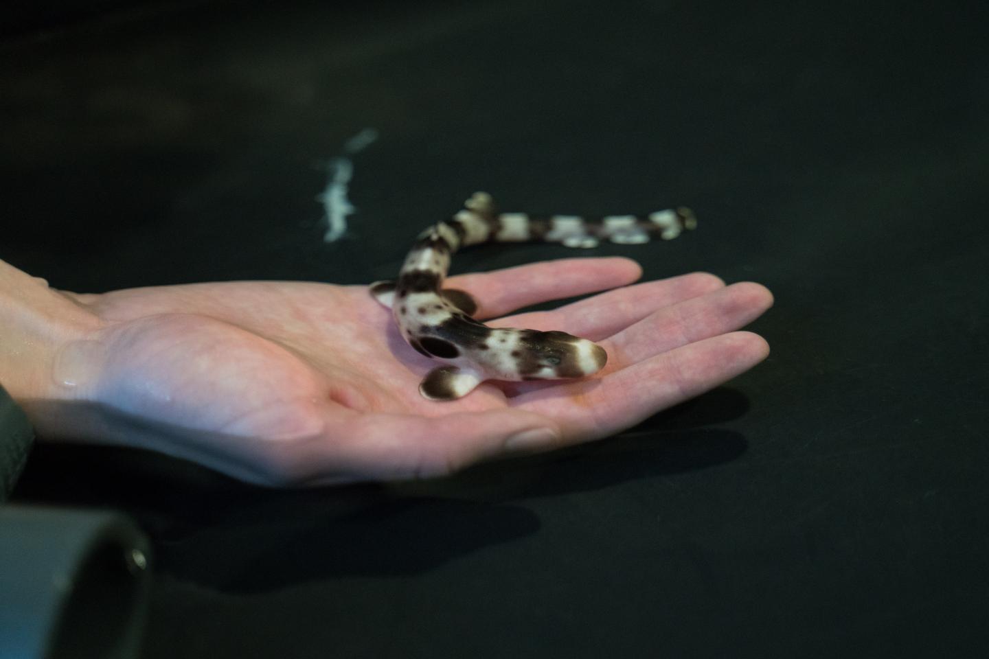 Epaulette Shark