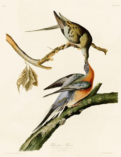 Audubon's Passenger Pigeons