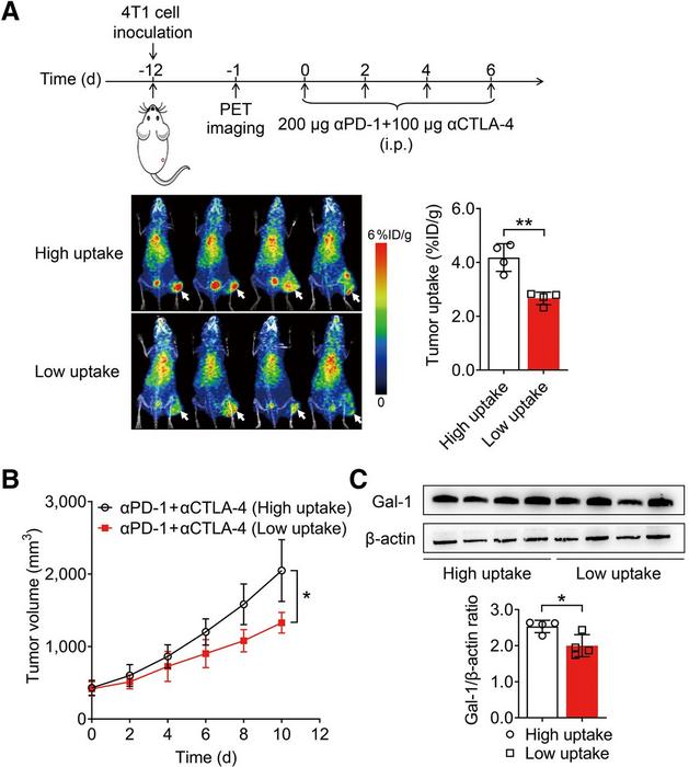 PET imaging of 124I-αGal-1 predicts ICB therapy.