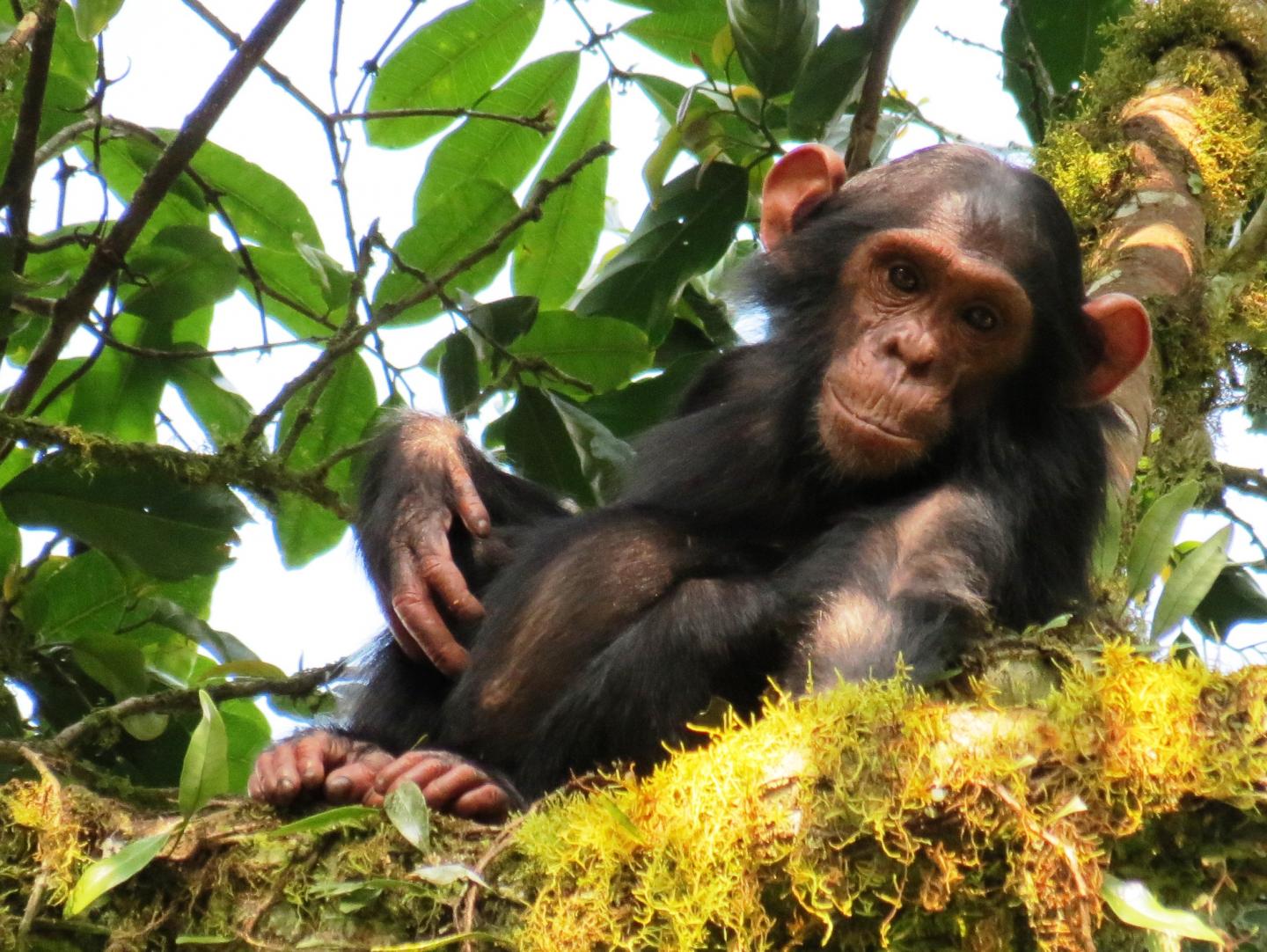 Young chimpanzee at Kalinzu (Uganda)