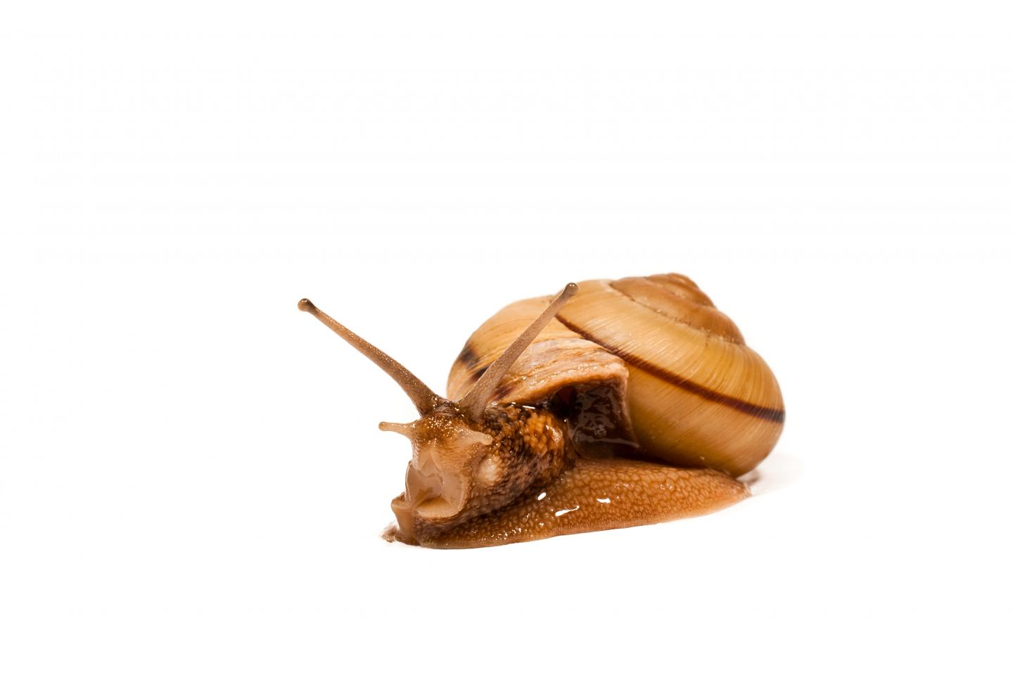 <em>Euhadra quaesita</em>