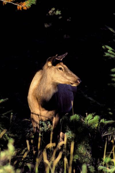 Elk