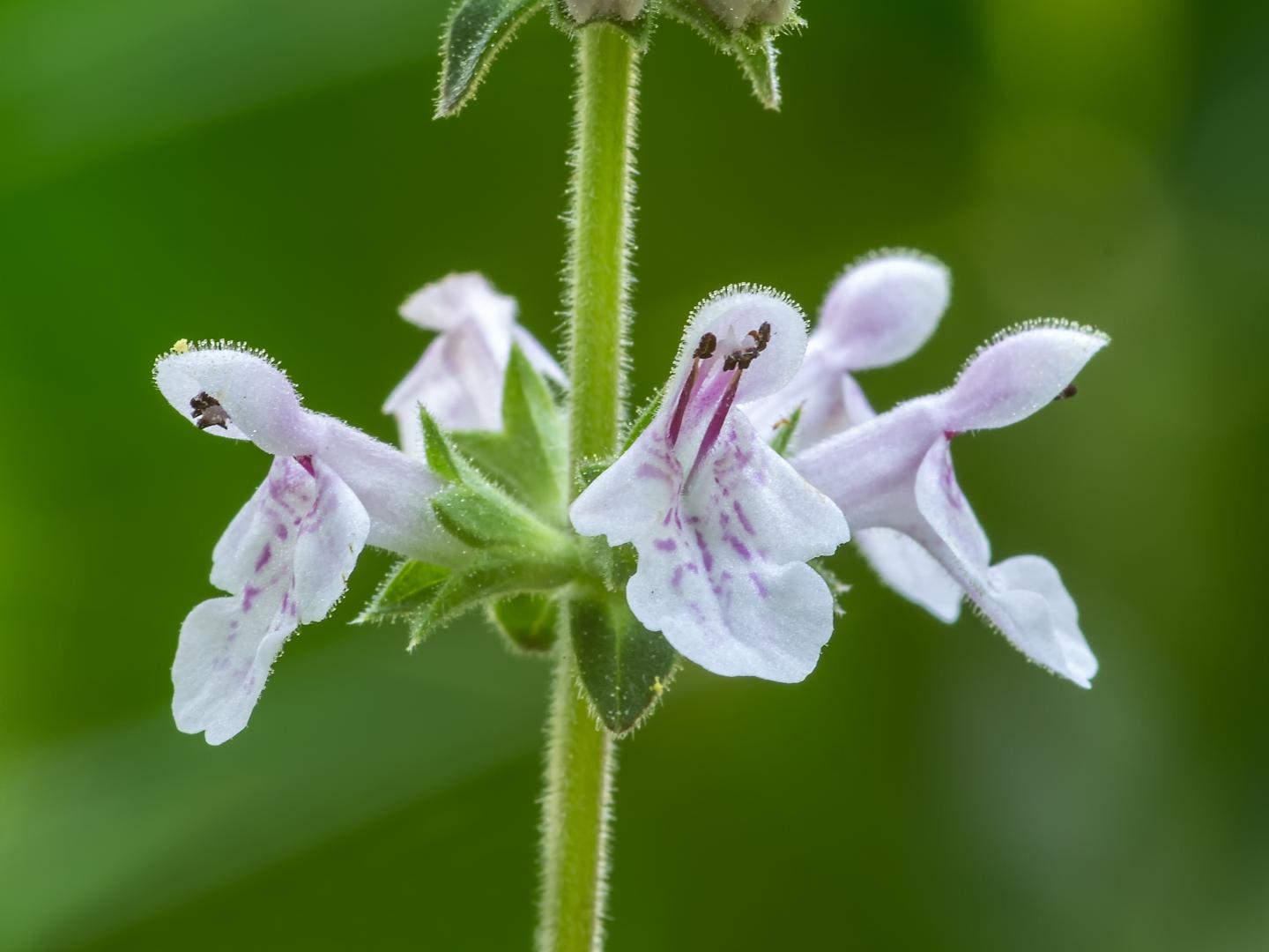 <I>Stachys caroliniana</I>