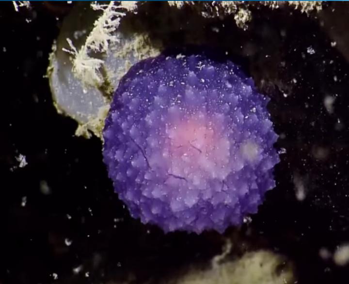 Mysterious Deep Sea Purple Orb Likened to a Disco Ball