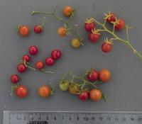 Solanum pimpinellifolium pic2