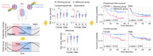 Figure 1. Chemotherapy in the afternoon can improve treatment outcomes