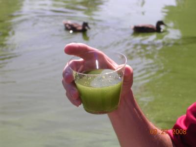 Algae Bloom in Mona Lake, 2008 (2 of 2)