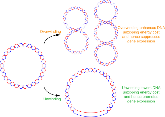 Physical mechanisms explaining DNA and RNA tw | EurekAlert!