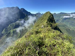 A view of the area where Olpium caputi was found.