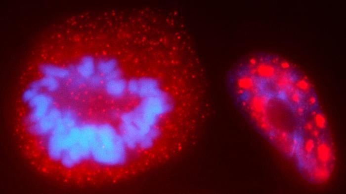 Peering into the cell nucleus