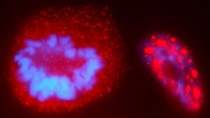 Peering into the cell nucleus