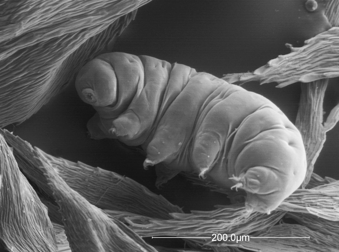 Tardigrade
