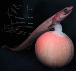 A developing embryo of the frilled shark.