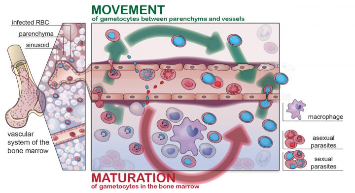 Plasmodium Gametocytes Display Homing and Vascular Transmigration in the Host Bone Marrow (1 of 3)