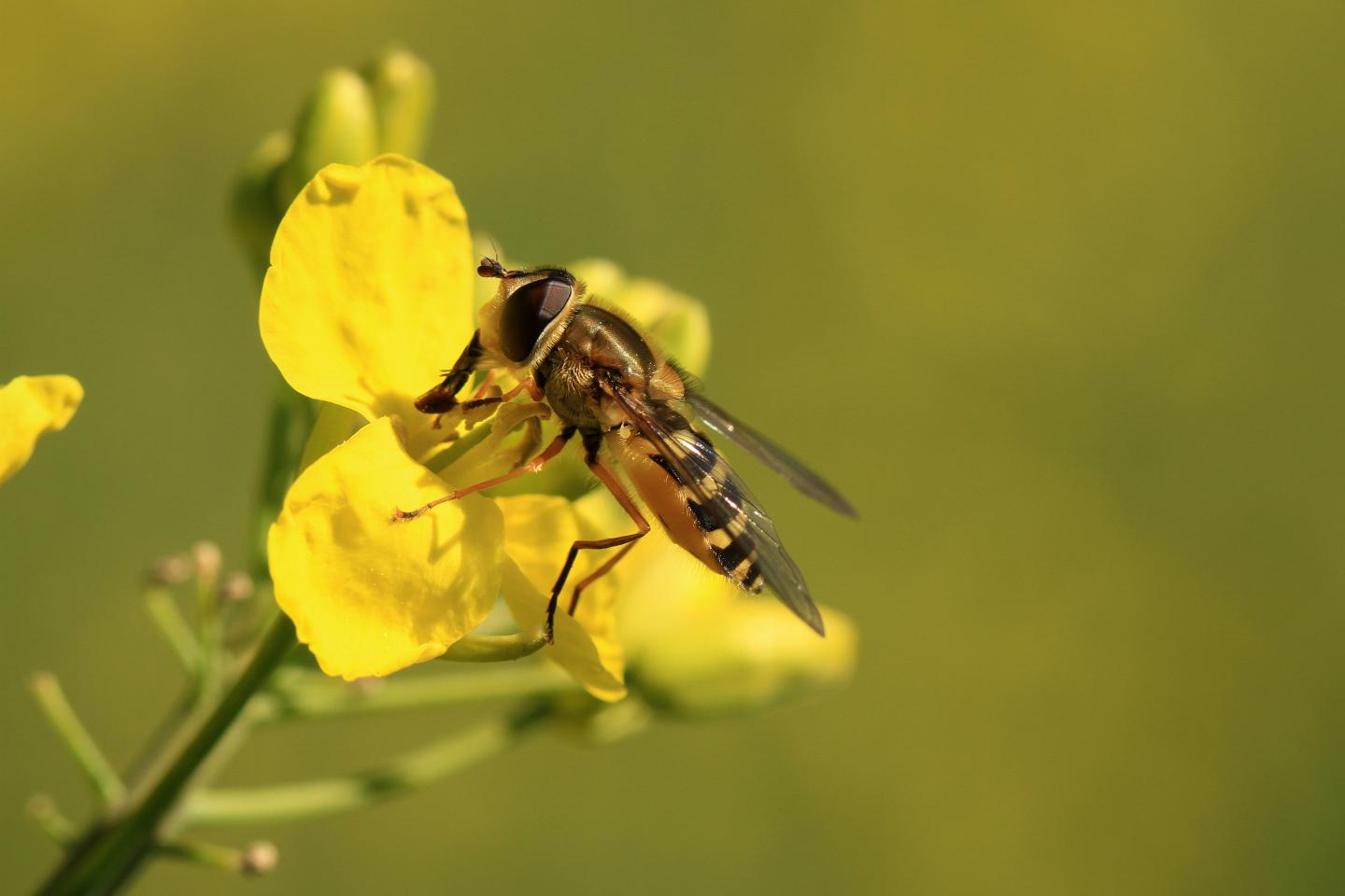 A Rich Variety of Pollinators and Pest-Controlling Species Benefits Crop Production (6 of 9)