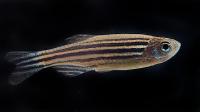 Pictured is a zebrafish.