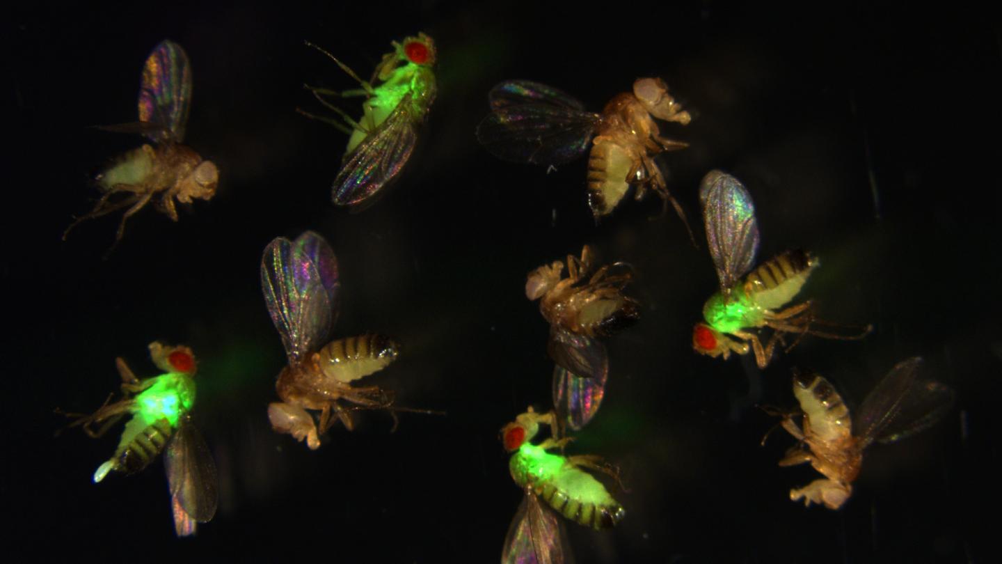 Fruit Flies with Mutated Antimicrobial Peptides (Fluorescence Imaging)