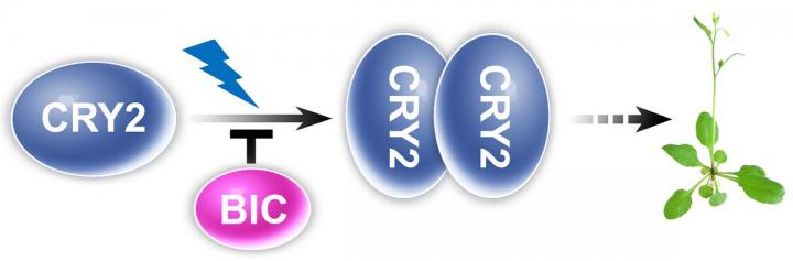 The BIC Protein Inhibits Cryptochromes