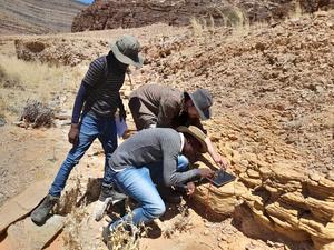 Researchers examine evidence of animal fossils, which are about 550 million years old, in field work in Namibia