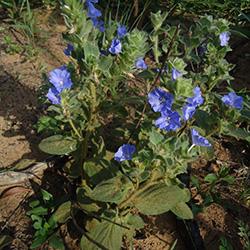 Expanding Tropical Forest Spells Disaster for Conservation (2 of 3)