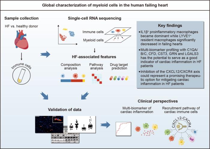 程翔教授团队揭示单细胞分辨率下人类衰竭心脏中髓系细胞发生的变化
