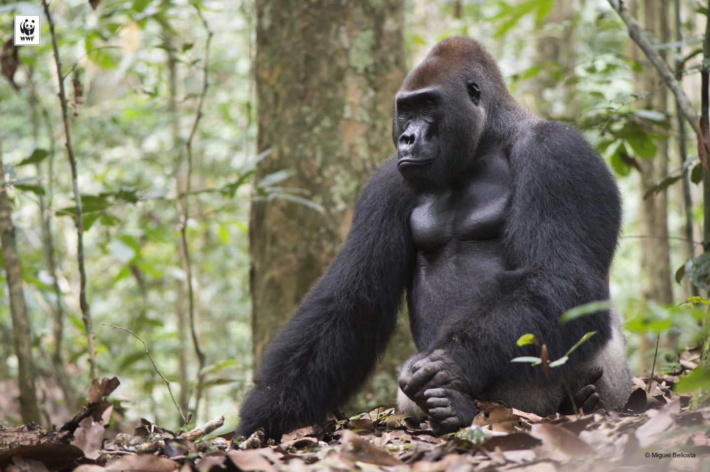 More Accurate Estimates of Great Ape Populations Will Inform Conservation Efforts (1 of 13)