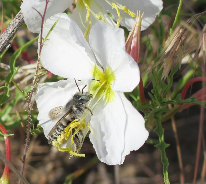 bee pollination