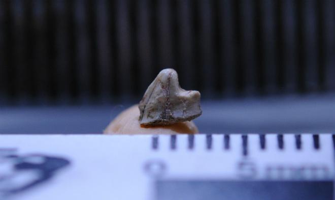 Fossilized Tooth