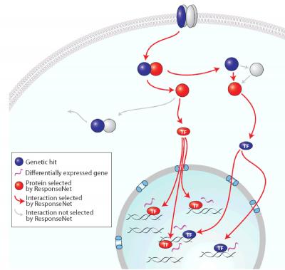 ResponseNet Predicts Pathway Proteins Using Existing Data