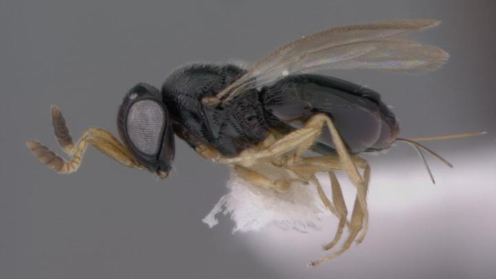 <em>Phanuromyia pauper</em>