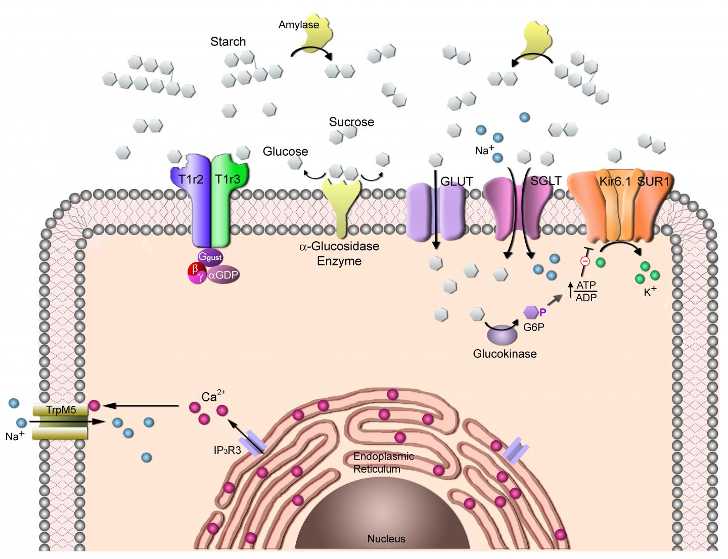 Sensing Sweetness on the Tongue