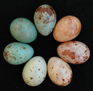 Cuckoo finch eggs laid by different females