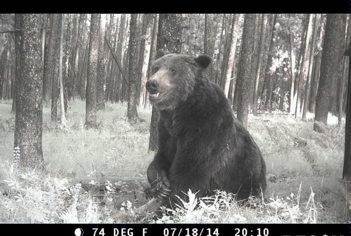Male Grizzly