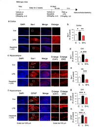 Changes in Glial Activation by Dasatinib in Normal Animal Model